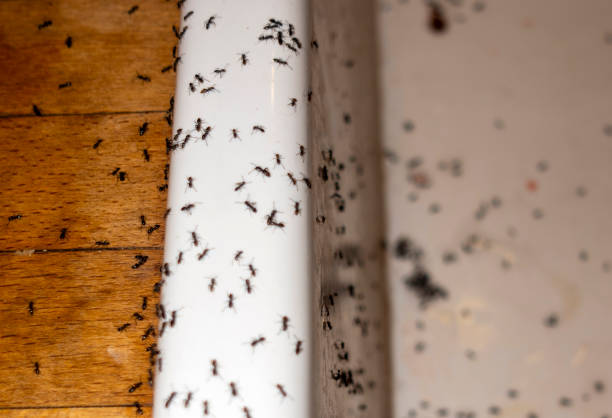 Best Ant Control Services  in Bolivar, OH