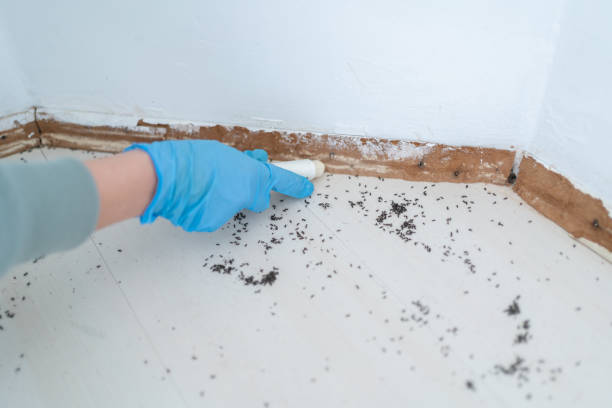 Reliable Bolivar, OH Pest Control Solutions